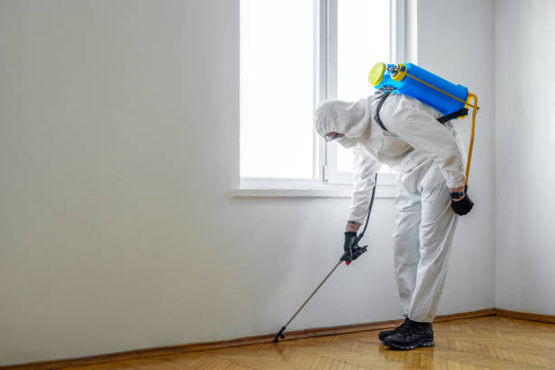 Best Insect Control  in Bayou Vista, LA