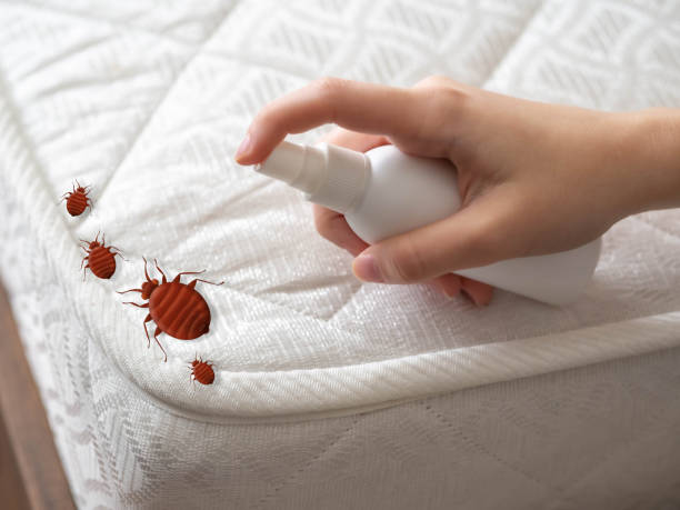 Pest Prevention Services in Bayou Vista, LA