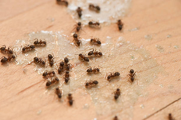 Best Best Pest Control Companies  in Bayou Vista, LA