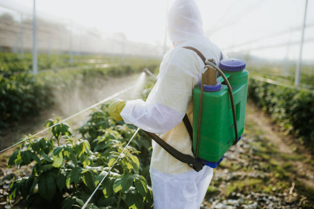 Best Local Pest Control Services  in Bayou Vista, LA